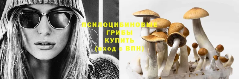 магазин  наркотиков  Ржев  Галлюциногенные грибы Psilocybe 